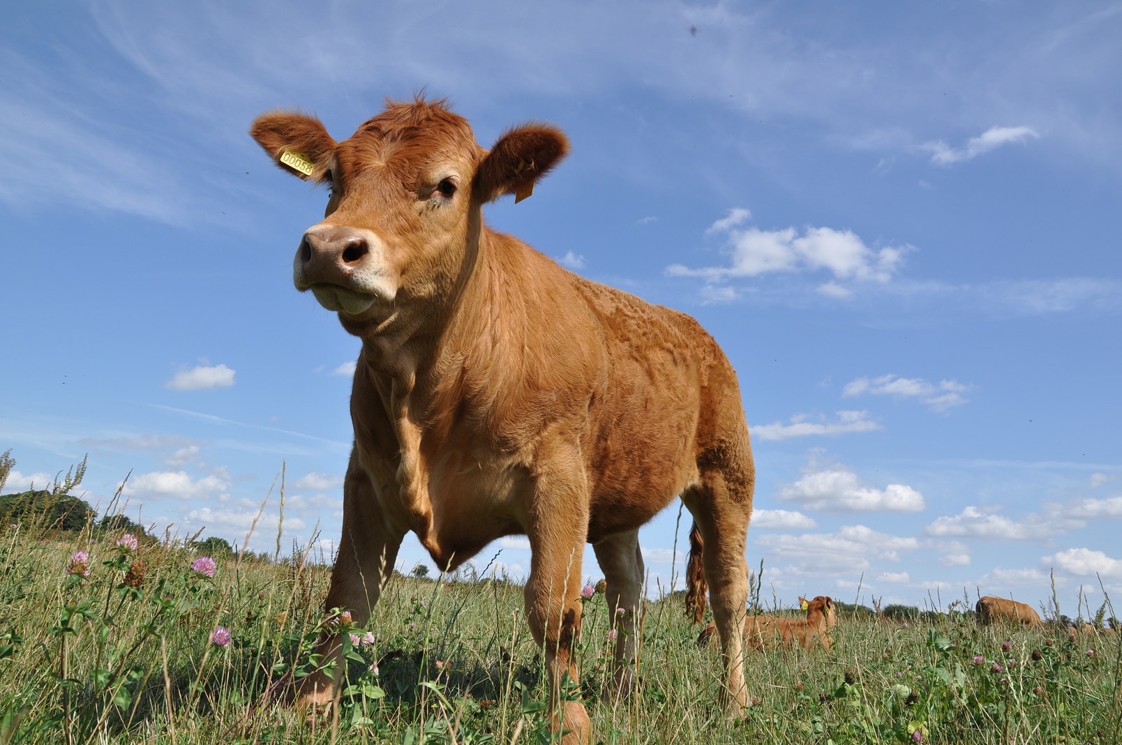 En ko står på en græsmark under blå himmel - bag den ses den øvrige flok