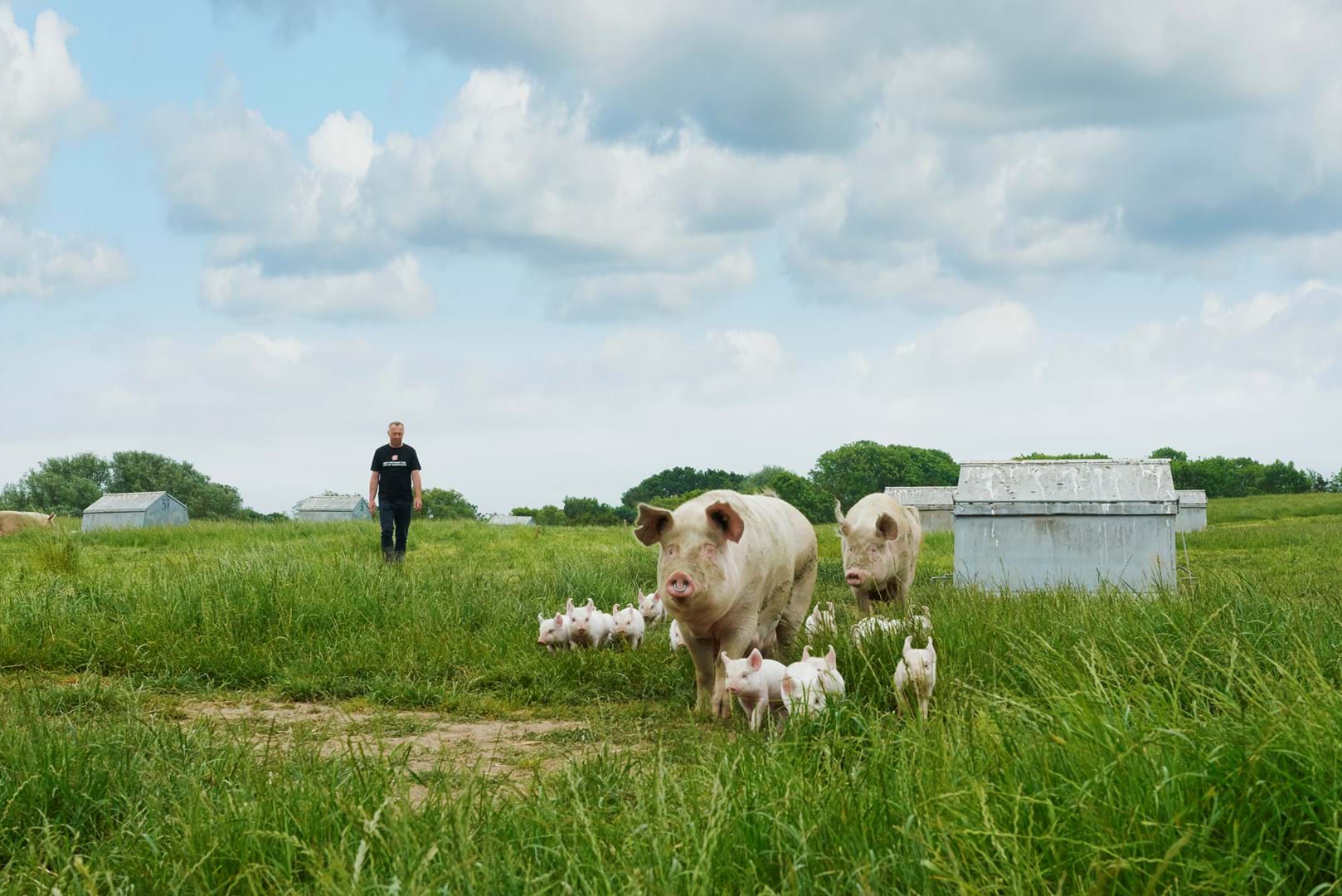 Økologiske grise ses på en en mark - i baggrunden går svineproducenten.
