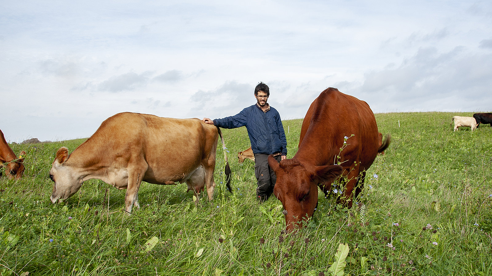 Lasse Linding står imellem to køer på en græsmark