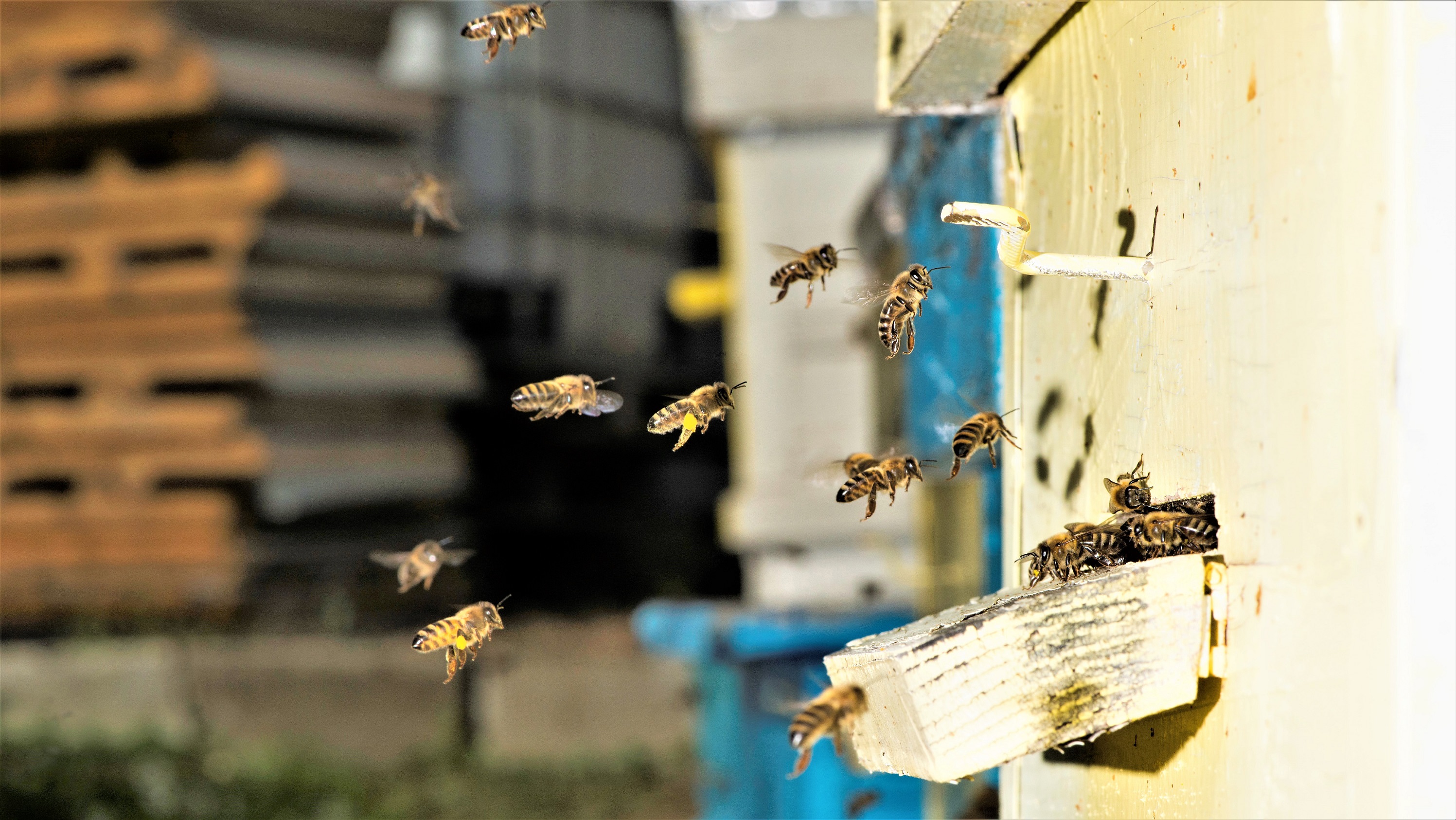 Bier flyver mod deres bikube