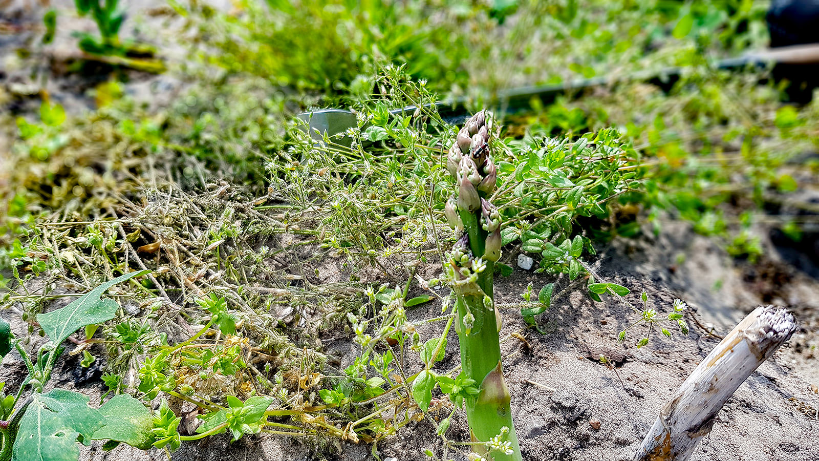 Grønne asparges angribes ofte af Gulplettet aspargesbille