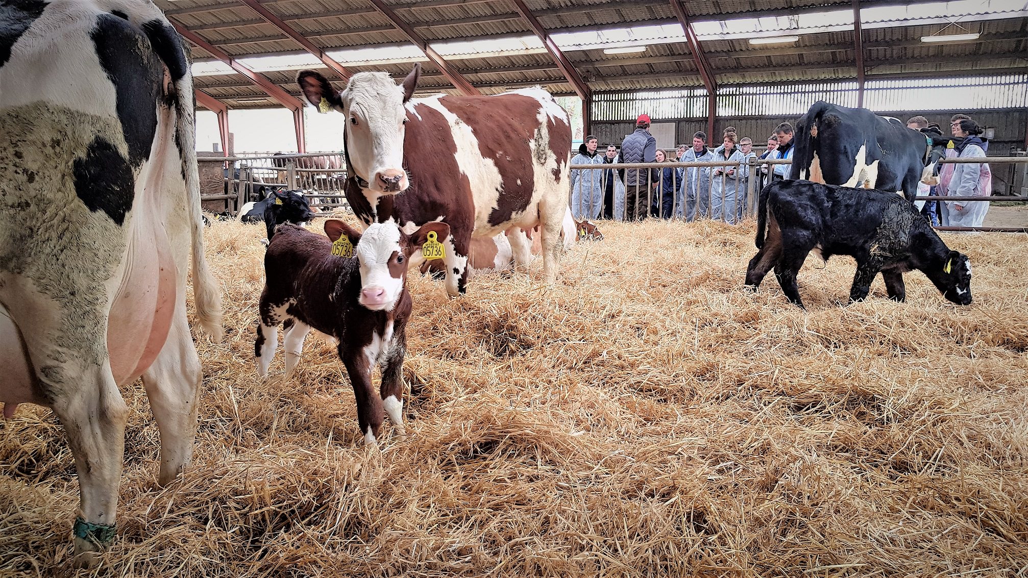 Køer og kalve i halm i en stald - besøgende ses i baggrunden