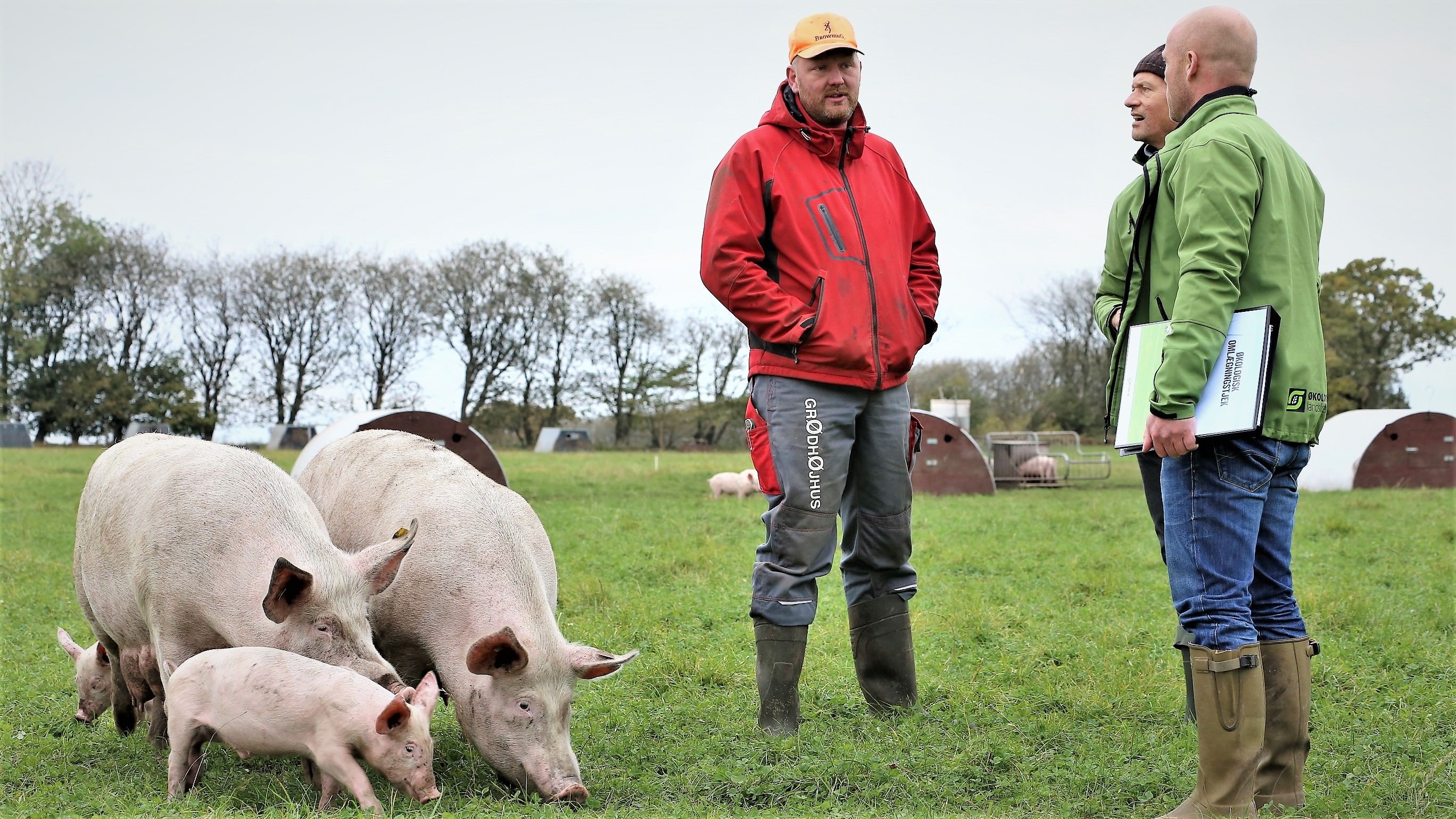 Omlægningskonsulenter snakker med en svineproducent på en mark - omkring dem går grise
