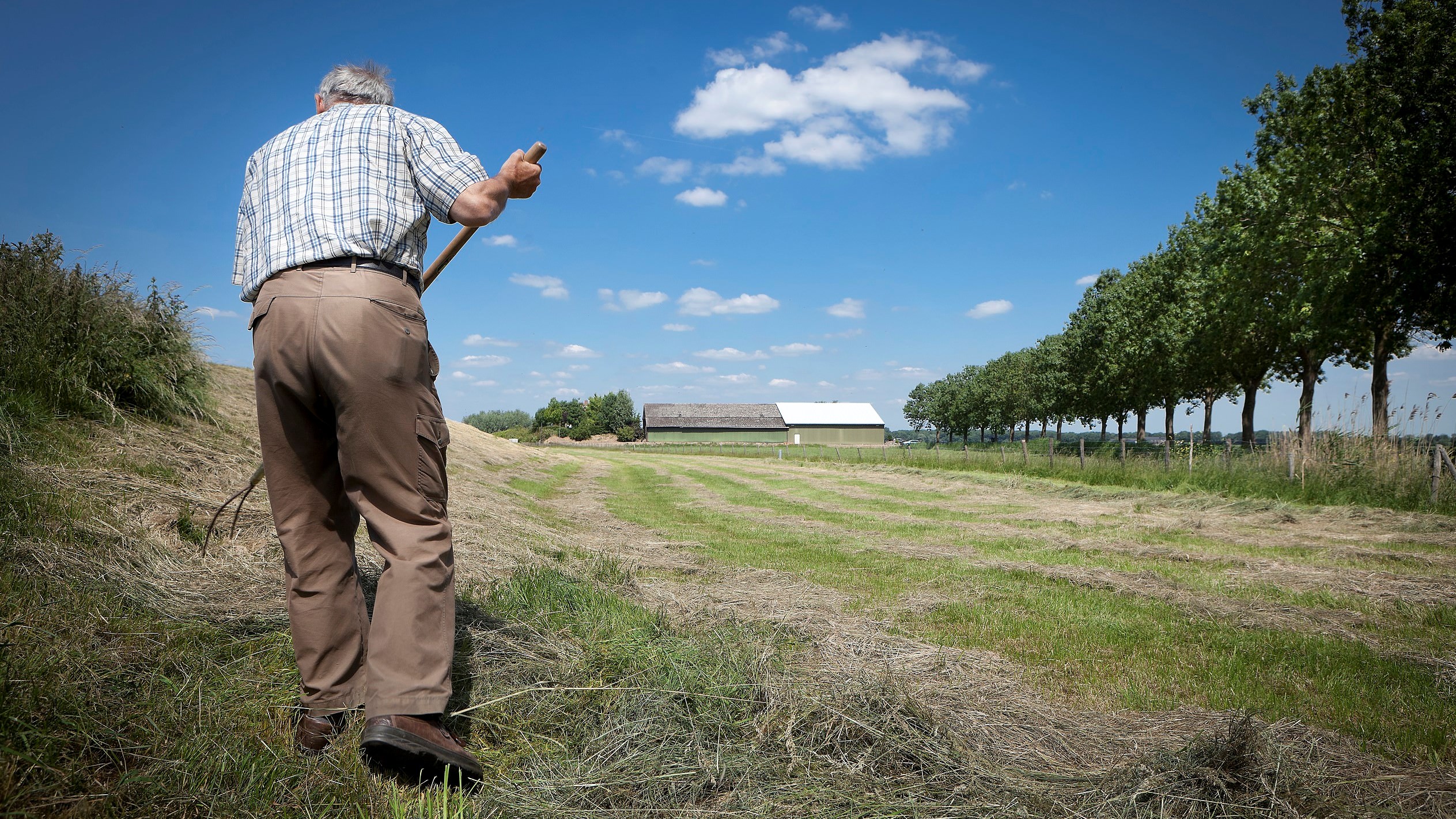 En landmand med ryggen til kameraet er ved at rive græs sammen. I baggrunden ses en stor stald