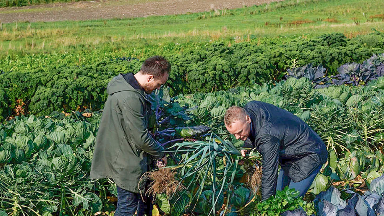 Rasmus Kliim og Anders Vald fra Simple Feast høster grøntsager på mark.