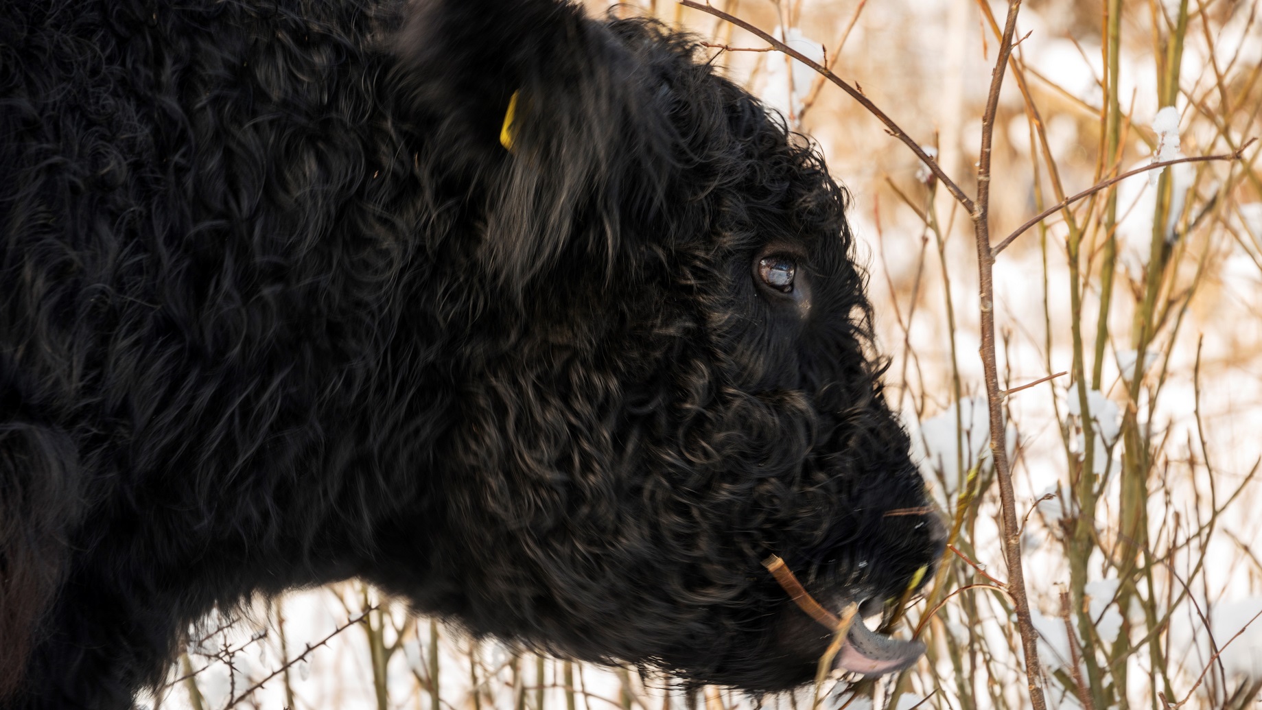 Galloway-ko spiser grene i et vinterlandskab
