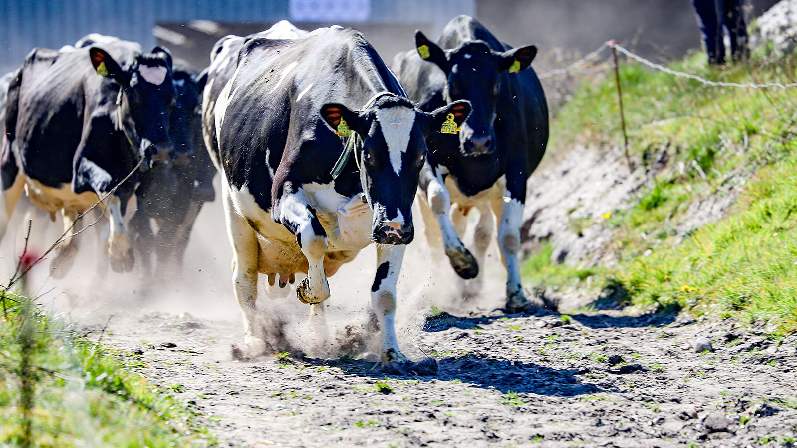 Køer løber mod græsmark ved Økodag hos Mads Helms.