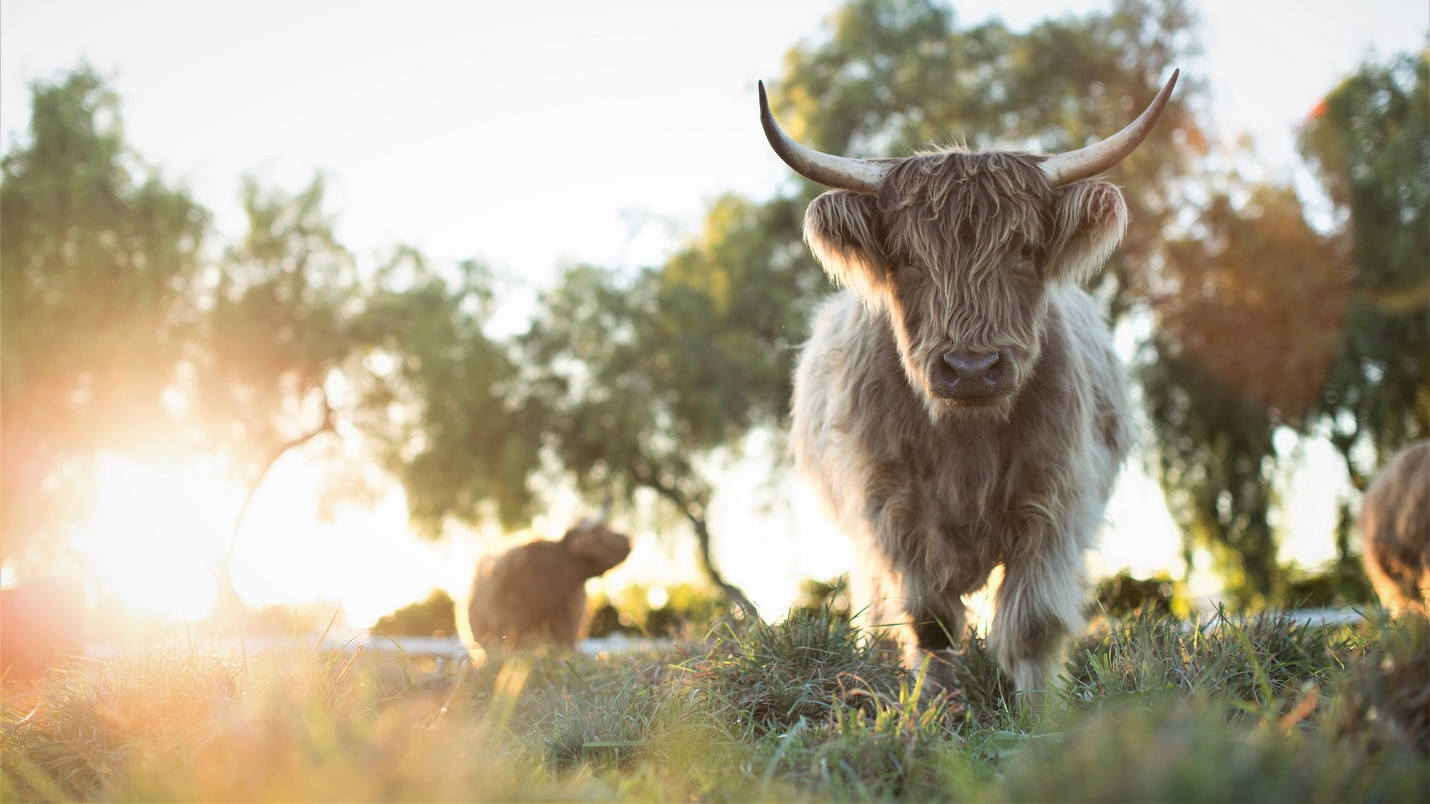 En langhåret ko med horn står på en mark og ser på kameraet