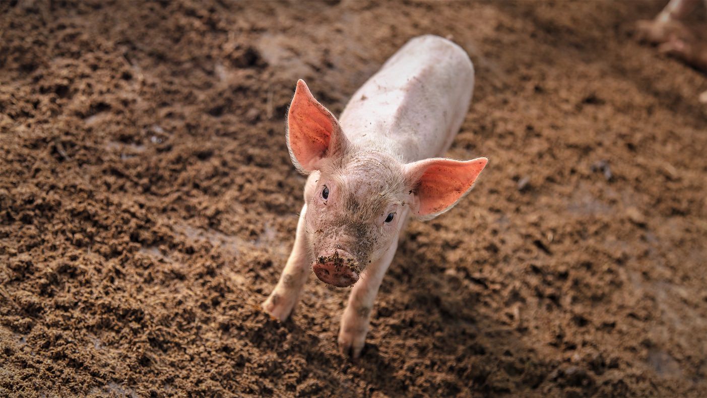 En lille gris står på en jordbund