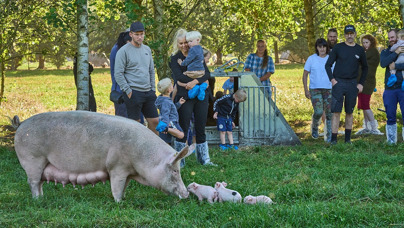 Gæster står med Brian Holm på en græsmark, hvor en so står med sine unger