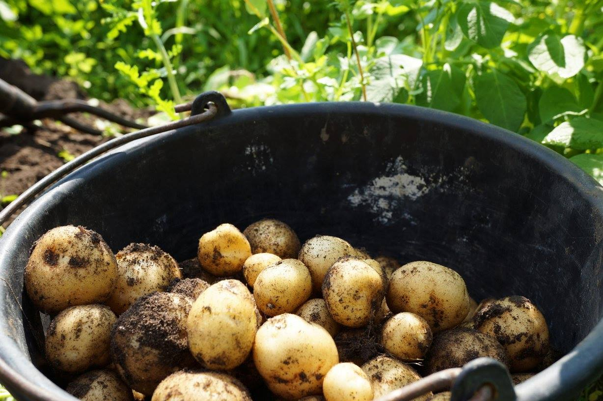 Eventuelle kartofler, der ikke bliver solgt, bliver enten brugt til dyrefoder eller pløjet ned som gødning på jorden. 