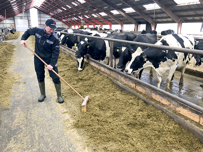 Landmand fejer på staldgang ved køer der æder foder