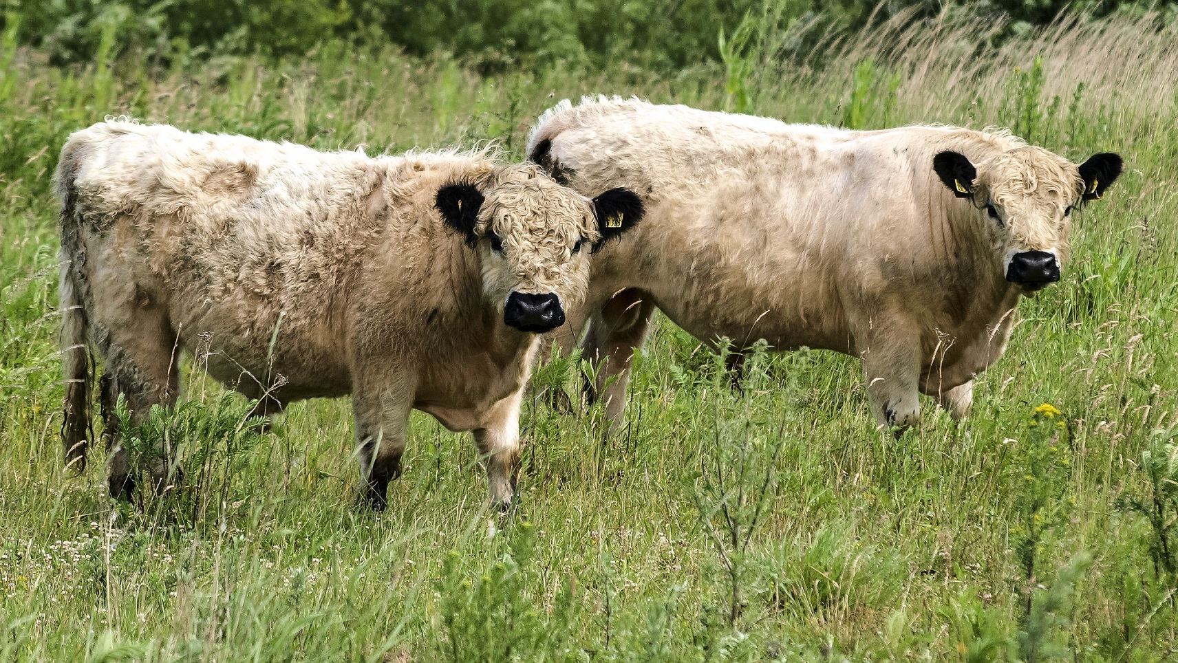 Galloway-kvæg står på en græsmark