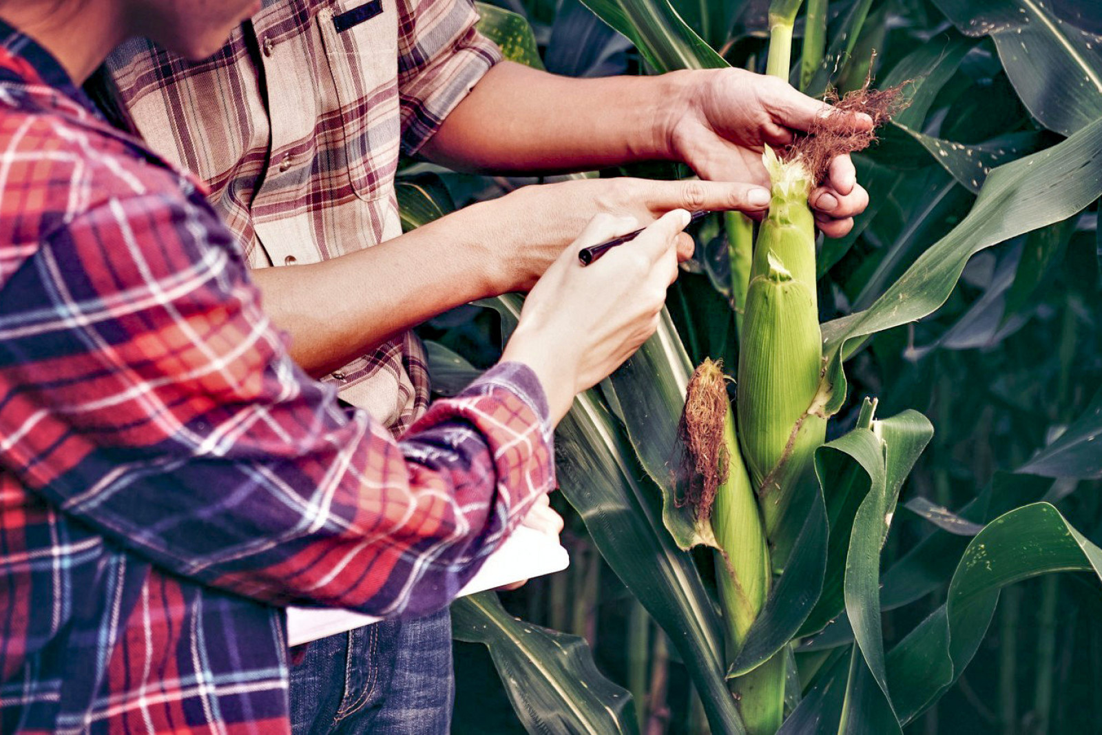 To landmænd står og studerer en majsafgrøde