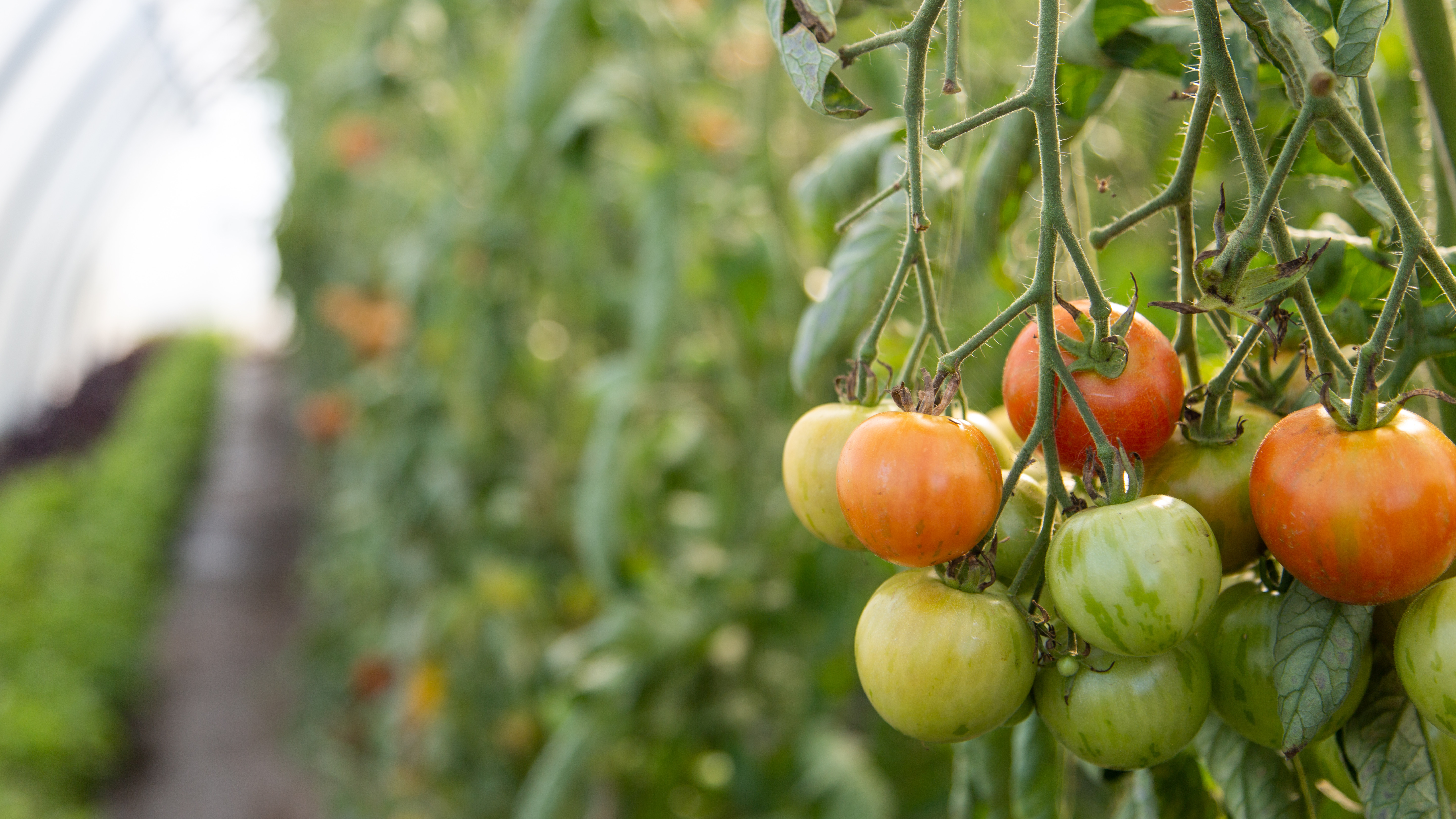 I tunnellerne, som Katrine Bach Hansen kalder de hjemmelavede drivhuse, dyrkes der blandt andet tomater