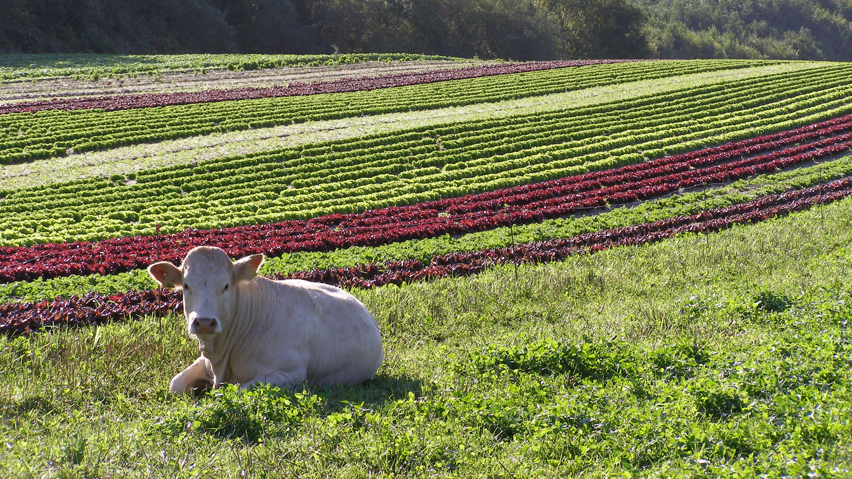 En ko ligger på en græsmark