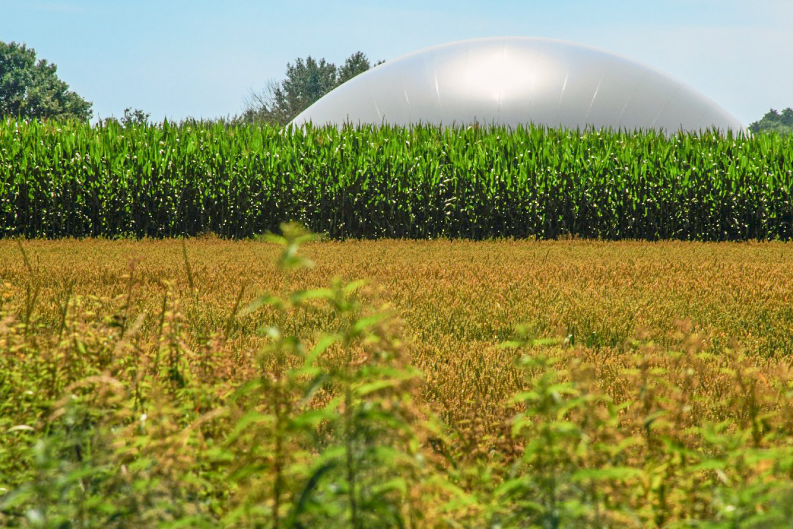 Toppen af et biogasanlæg ses bag en række afgrøder
