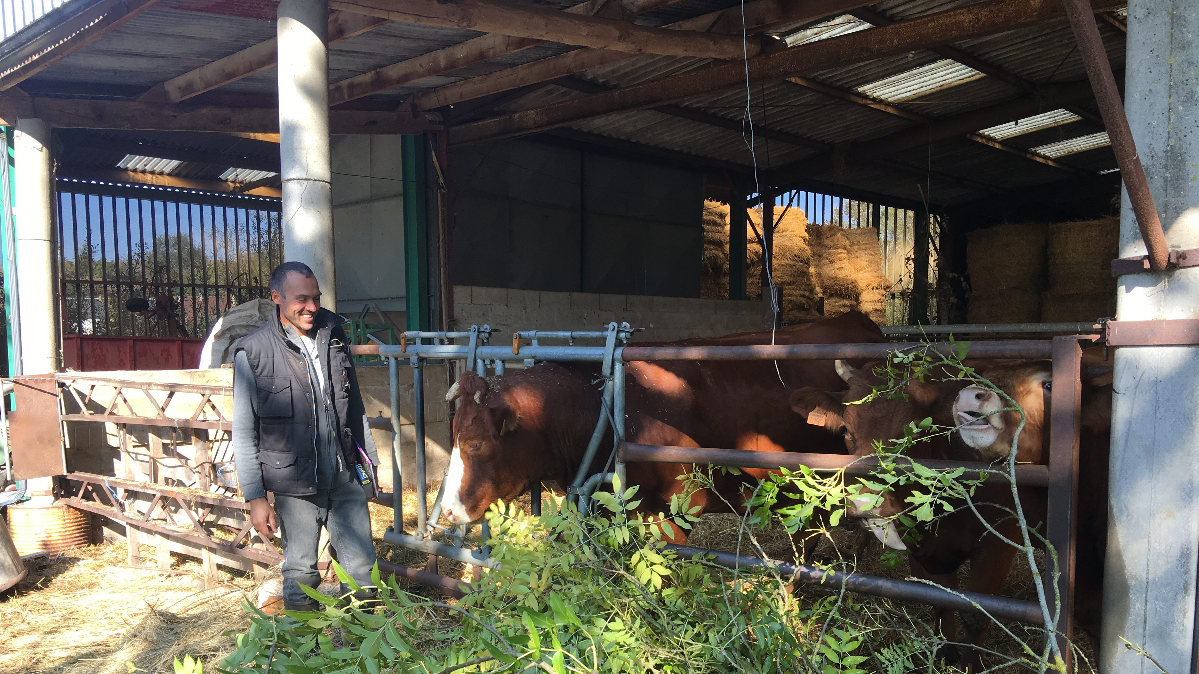 Adrien Messean stå smilende og fodrer en ko med askegrene.