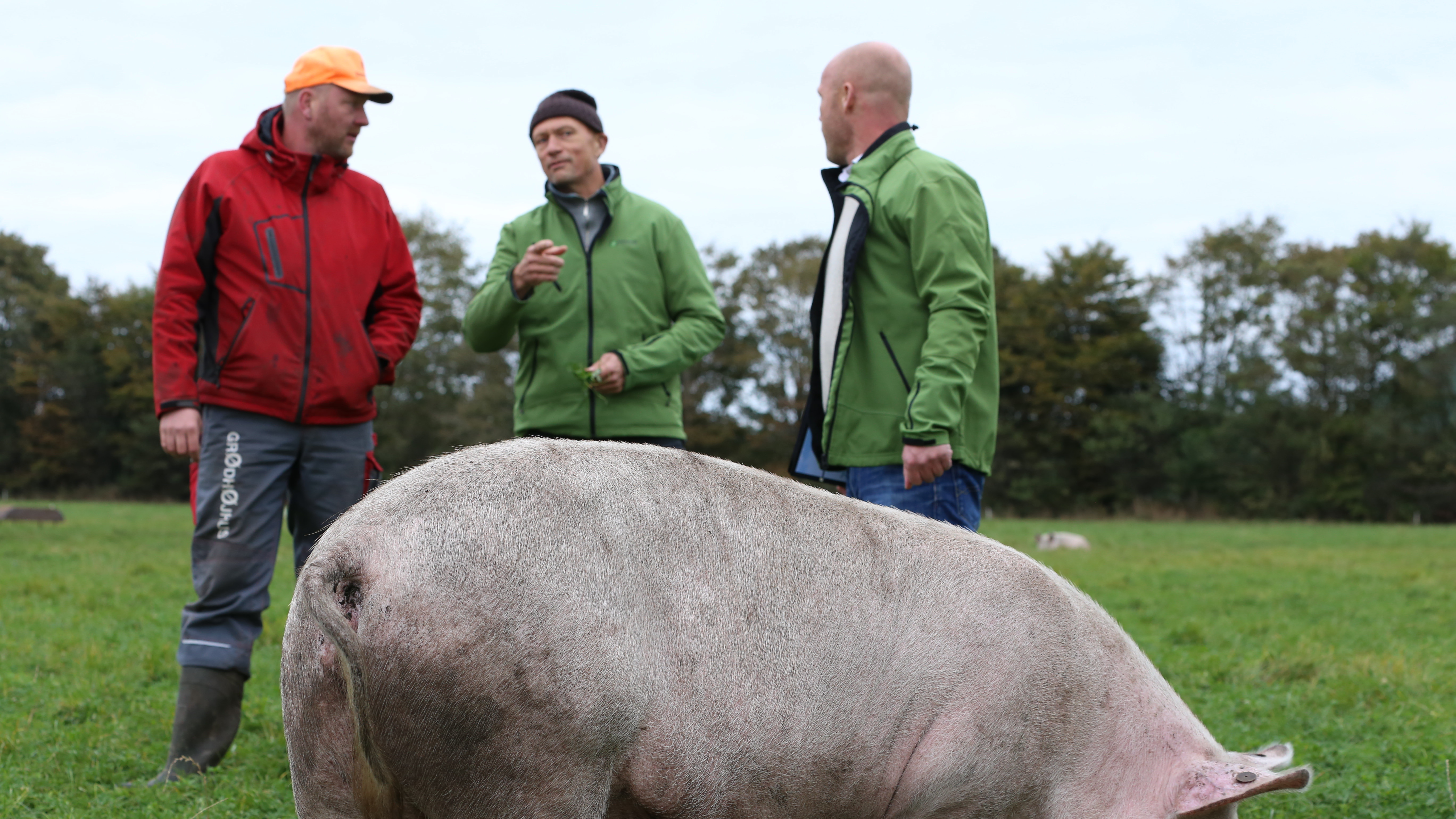 To omlægningskonsulenter står og snakker med en landmand på marken. Foran dem står en gris.