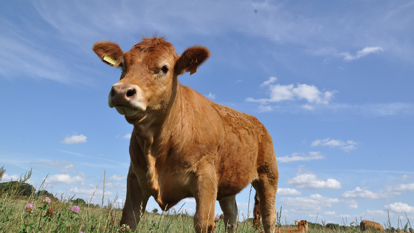 En ko står på en græsmark under blå himmel - bag den ses den øvrige flok