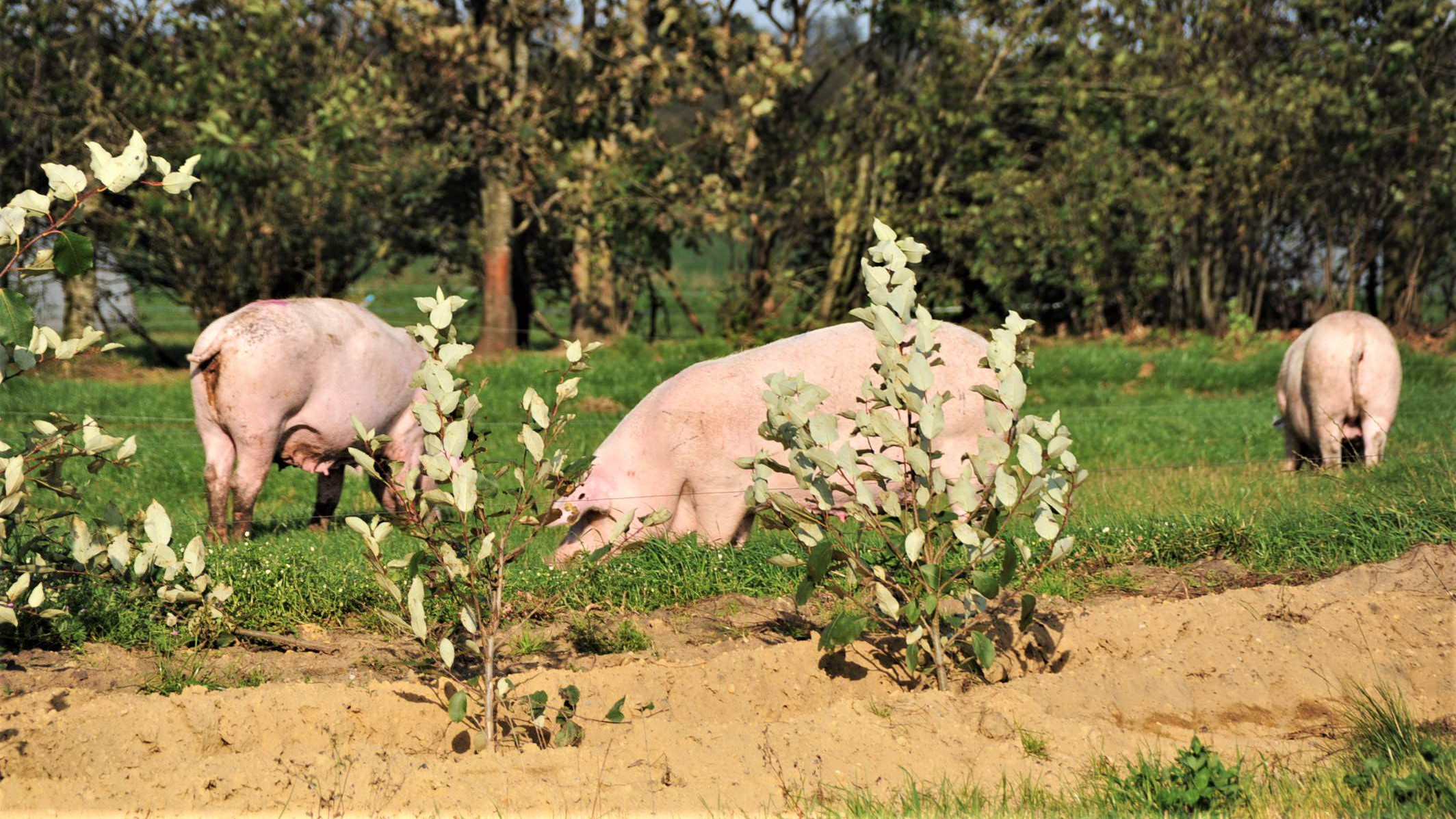 Tre økologiske grise går på græs med træer omkring sig.