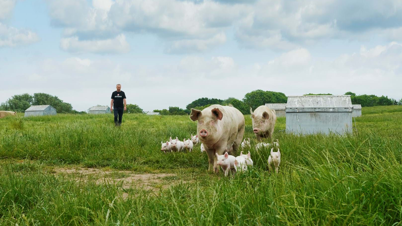 Økologiske grise ses på en en mark - i baggrunden går svineproducenten.