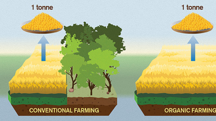 En illustration fra et svensk studie viser arealforbruget af hhv. konventionel og økologisk dyrkning af afgrøder.