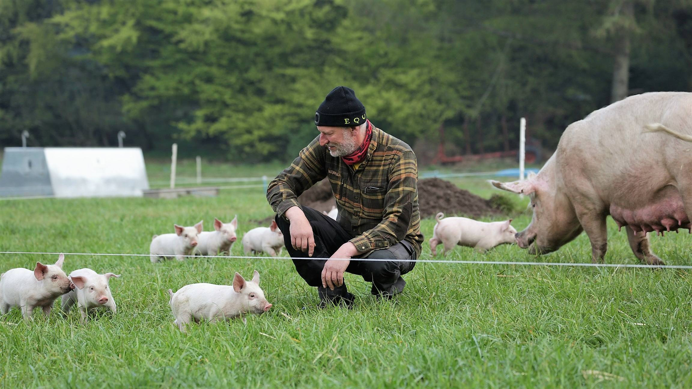 Lars Korsgaard sidder på en græsmark med en flok grise