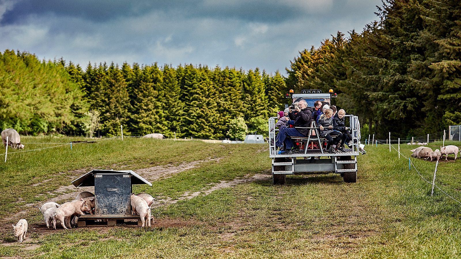 Gæsterne blev kørt rundt i grisenes marker på gummivogn
