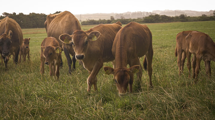 Jersey-køer på græsmark
