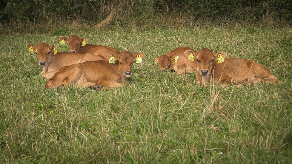 Køer på græs