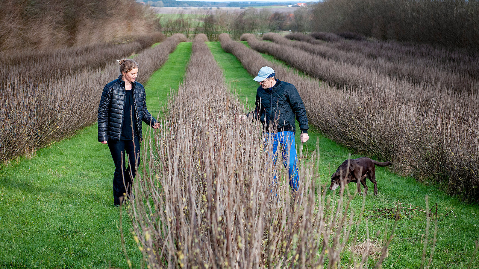 Bæravler Niels-Christian Bach (t.h.), produktudvikler Tine Dahl holder øje med, hvor langt bærbuskene er i udviklingen