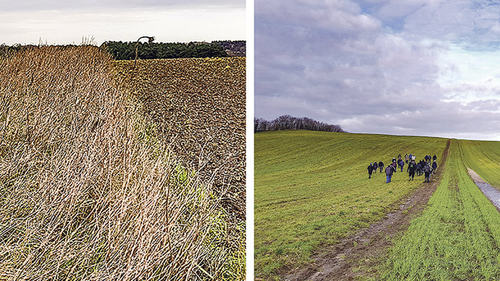 Insektvolde - henholdsvis etableret i foråret og efteråret 2019 - skærer sig med 80 meters mellemrum igennem markerne på Marienlyst.