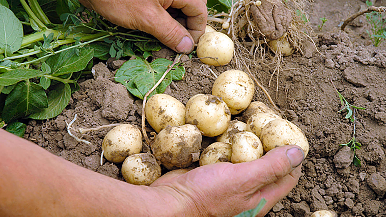 Nyopgravede kartofler
