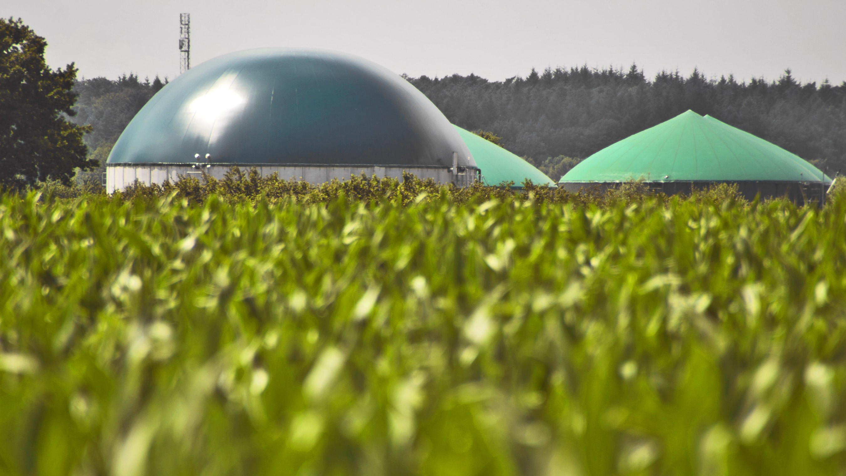 Et biogasanlæg ses i baggrunden - forgrunden viser en majsmark