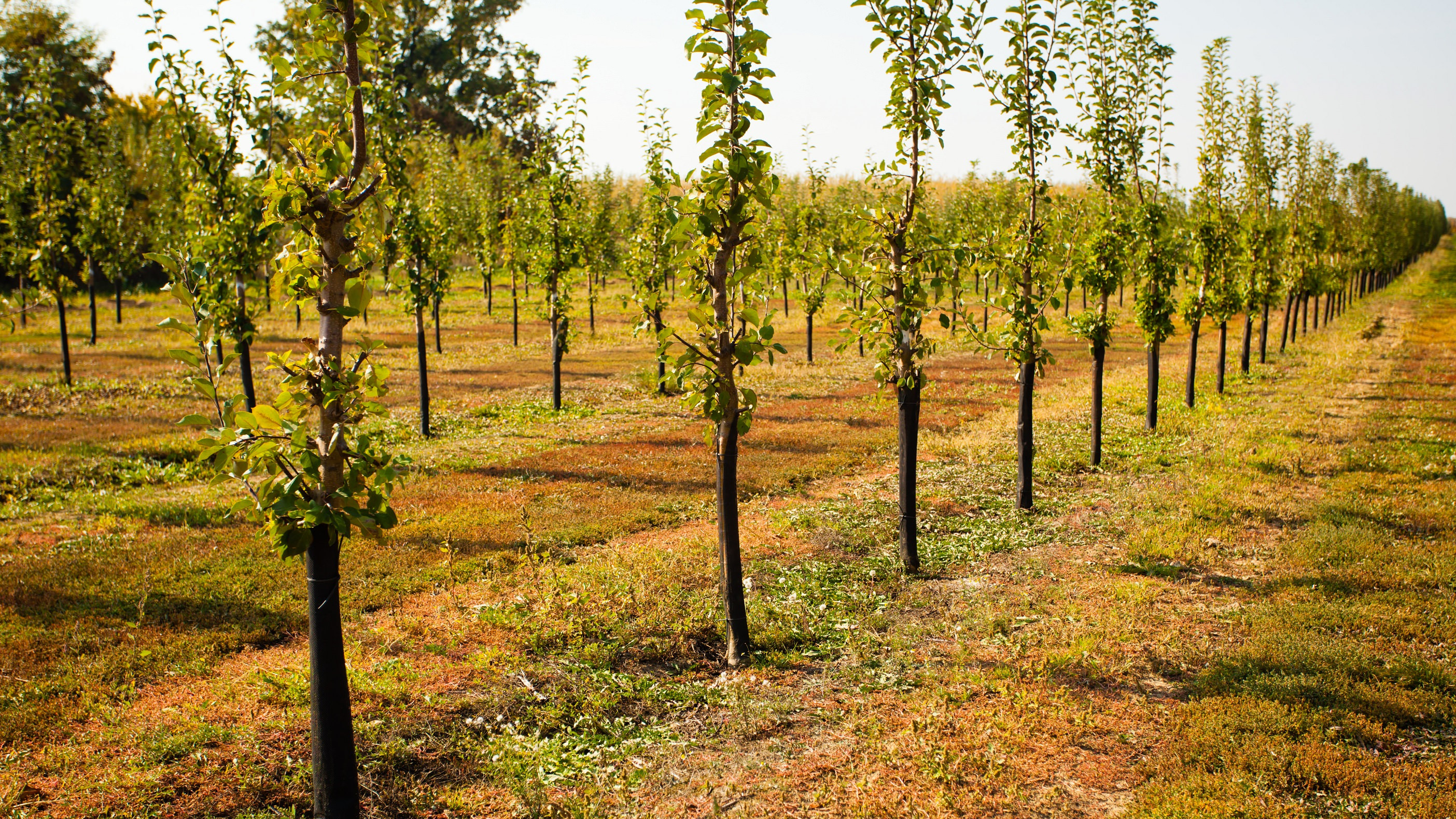 Flere rækker af æbletræer står på en mark