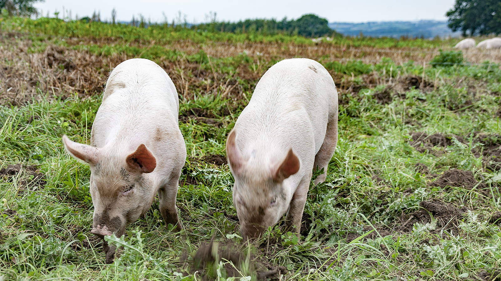 To grise går på en mark og roder i jorden