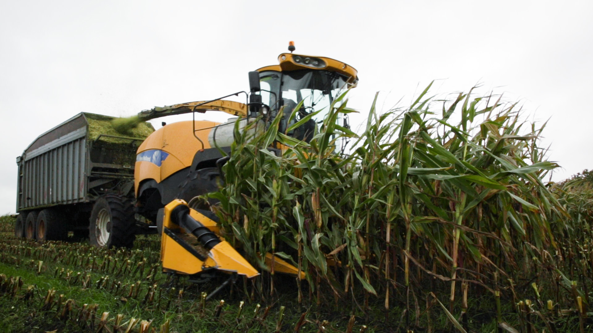 En maskine er ved at høste majs