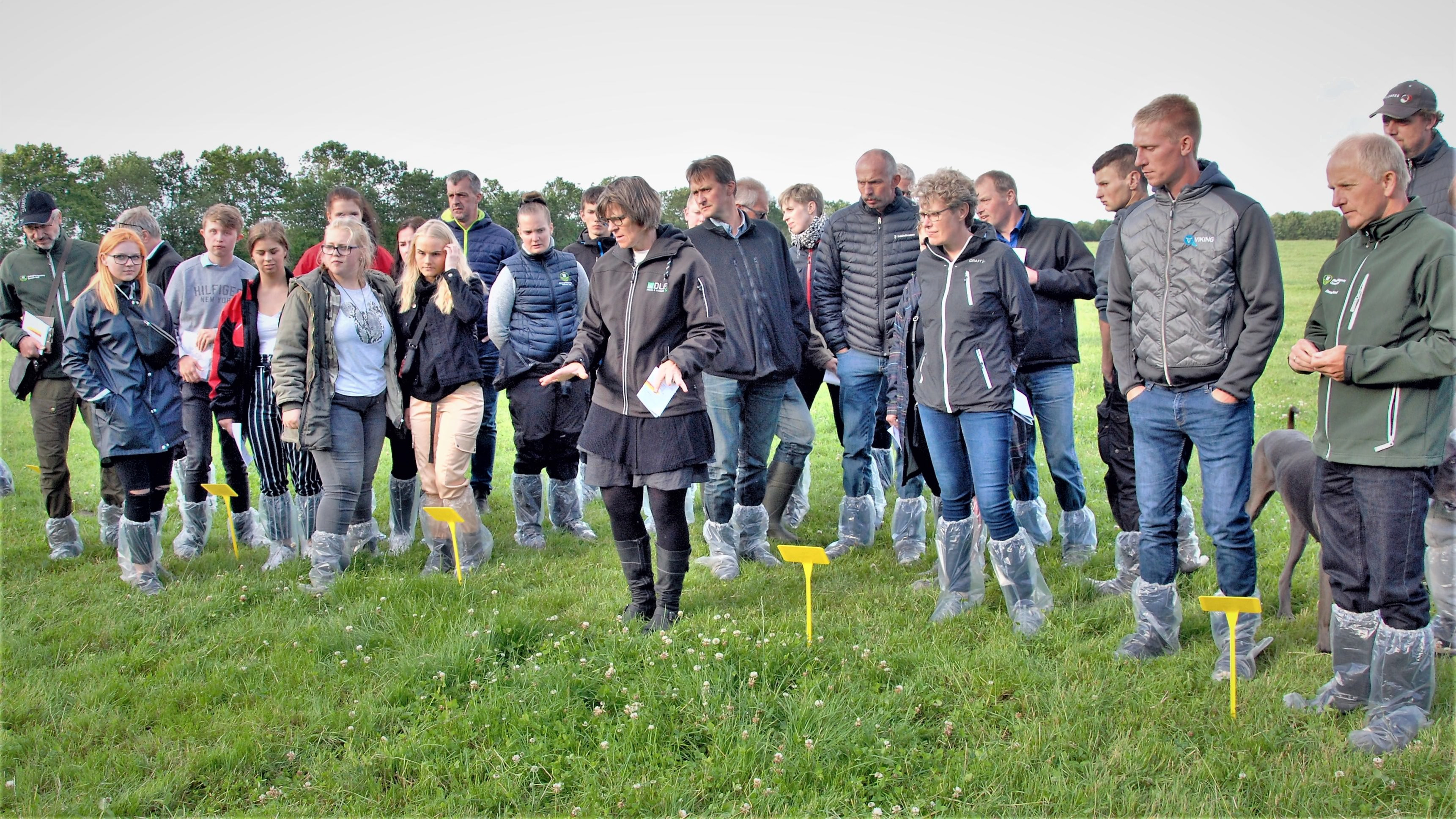 DLF's produktchef Gurli Klitgaard fremviser og fortæller foran en gruppe tilhørere om et forsøg med græsmarksblandinger og sorter, der er udlagt hos Anne og Gert Lassen, Silkeborg.