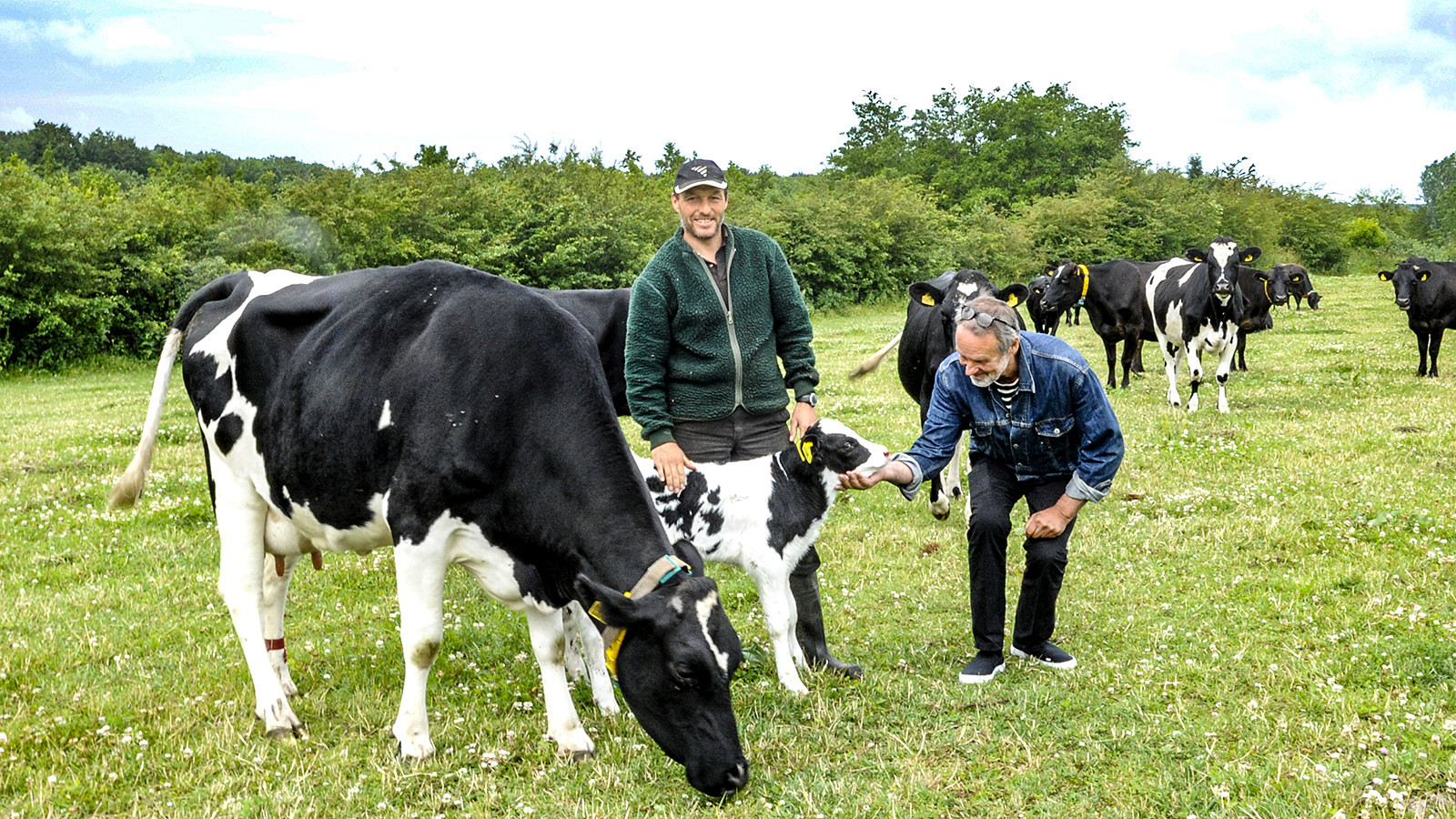 To personer - den ene Torsten Wetche - står med køer og kalve på en græsmark