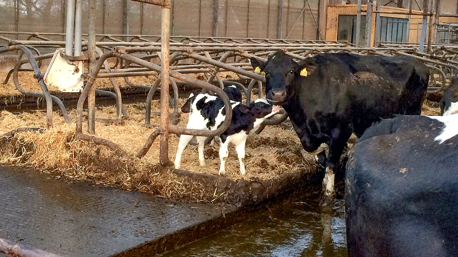 En kalv står og slikker på sin mor i et staldsystem.