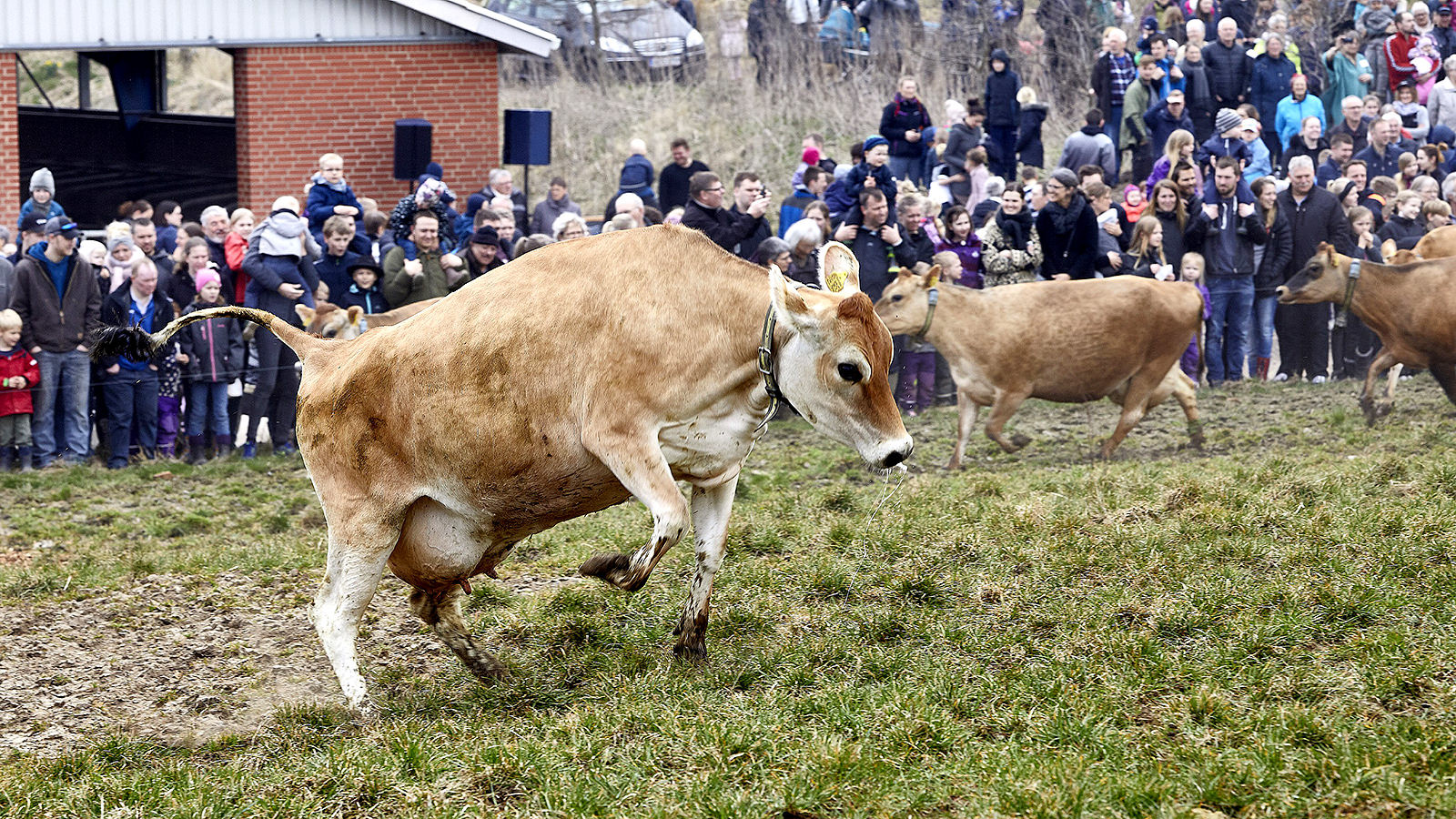 Køer hopper rundt på græsset med et publikum i baggrunden