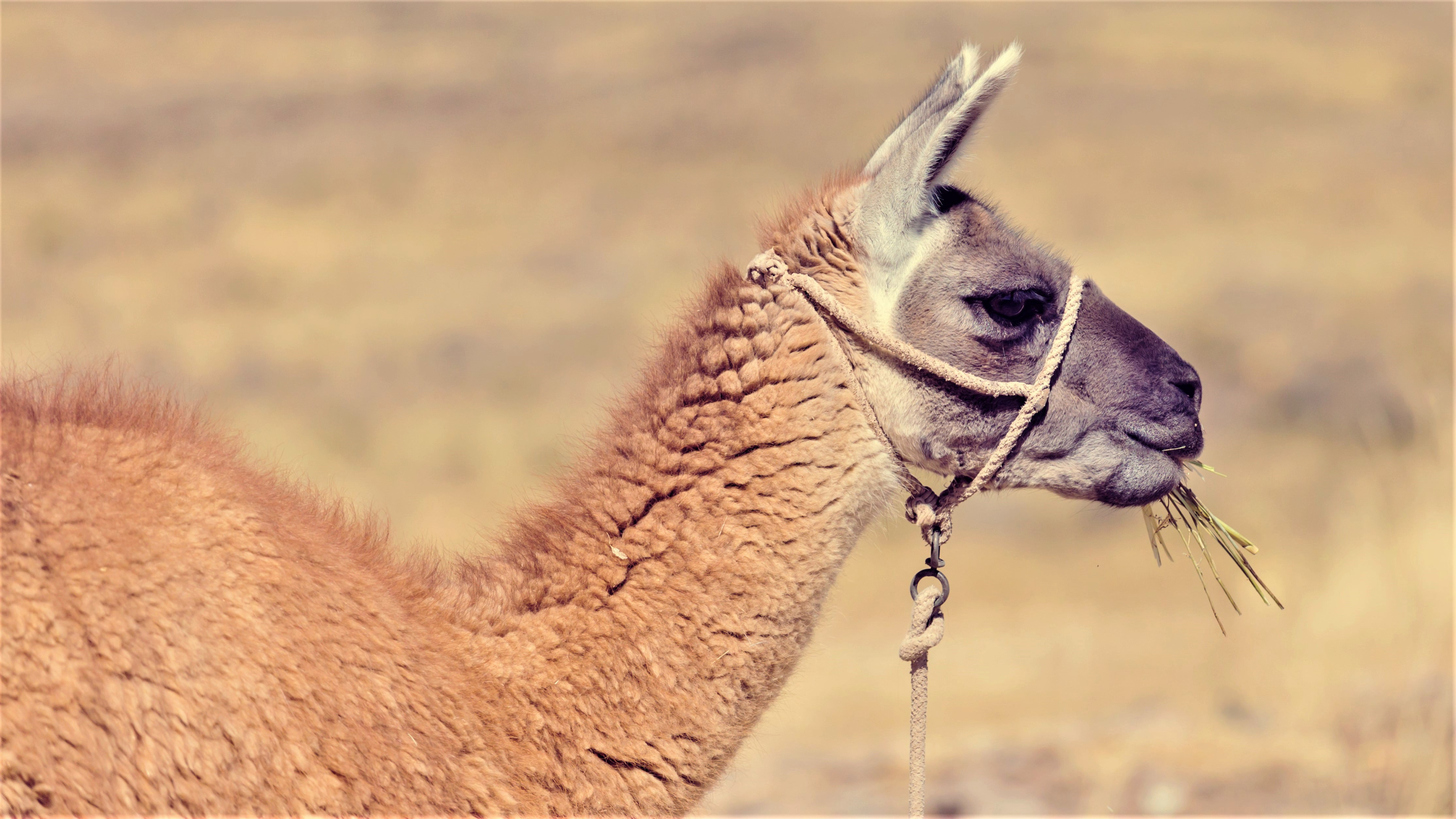 En lama spiser hø