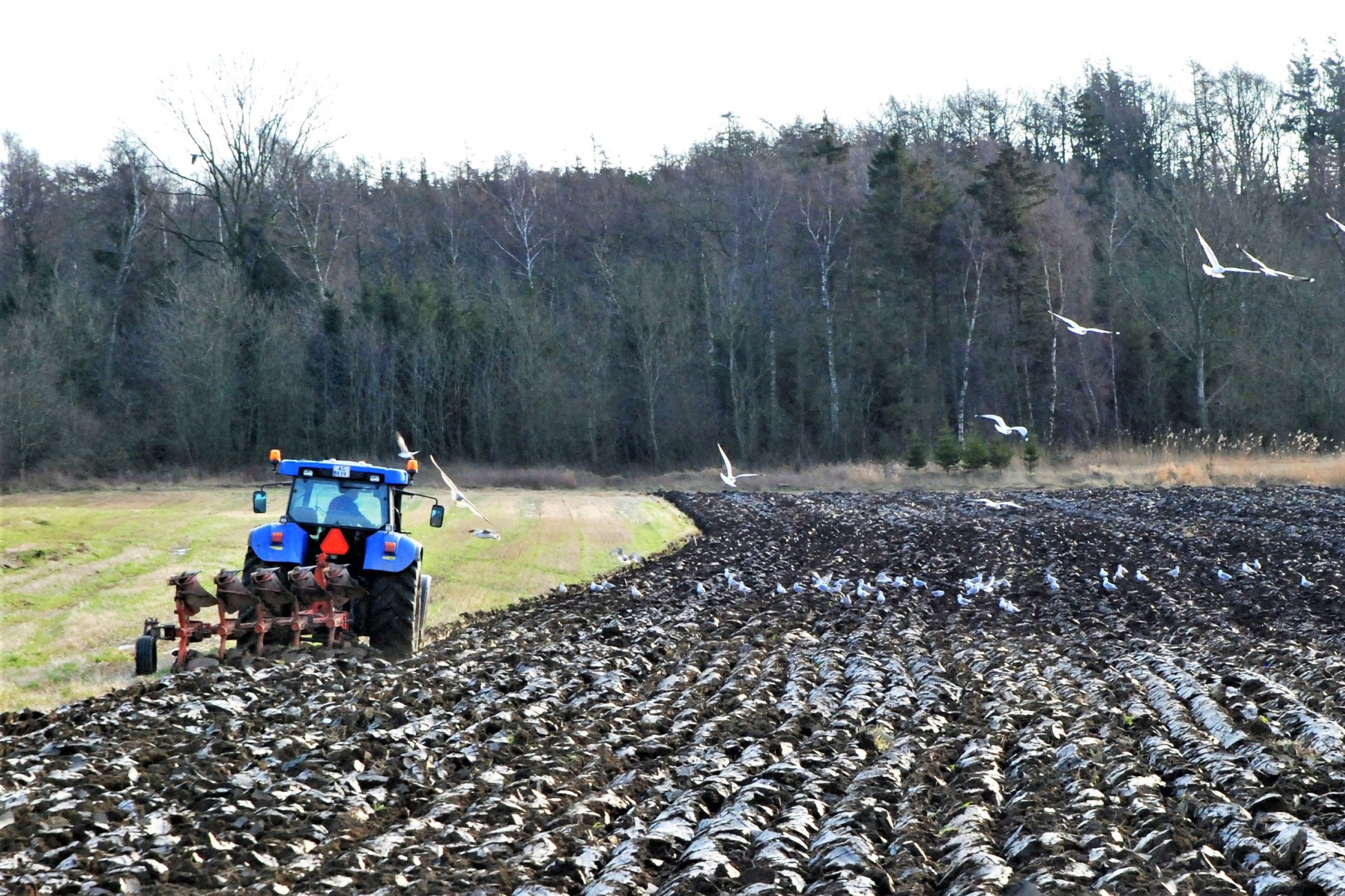 En blå traktor er ved at pløje marken