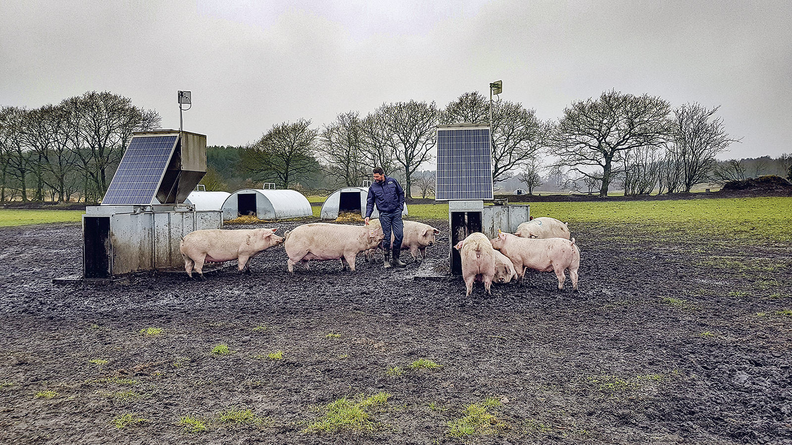 Henrik Bovbjerg står sammen med en flok grise på marken