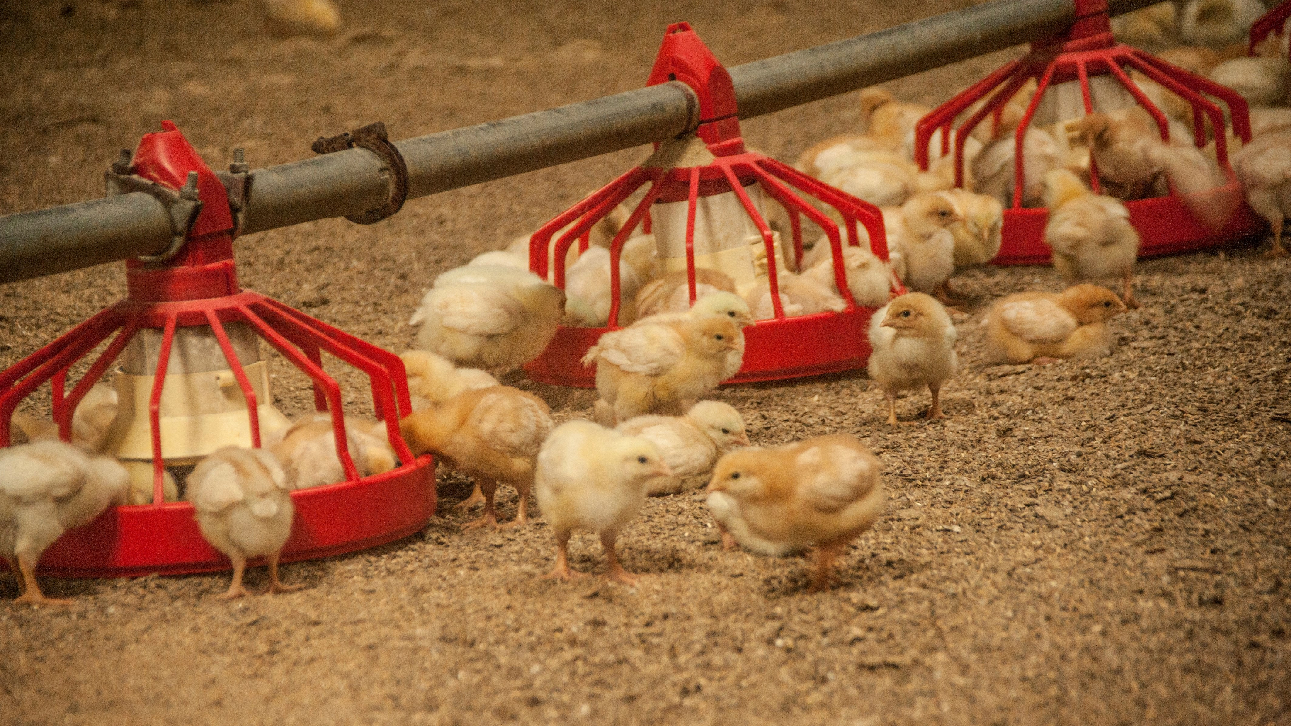 Kyllinger i en stald