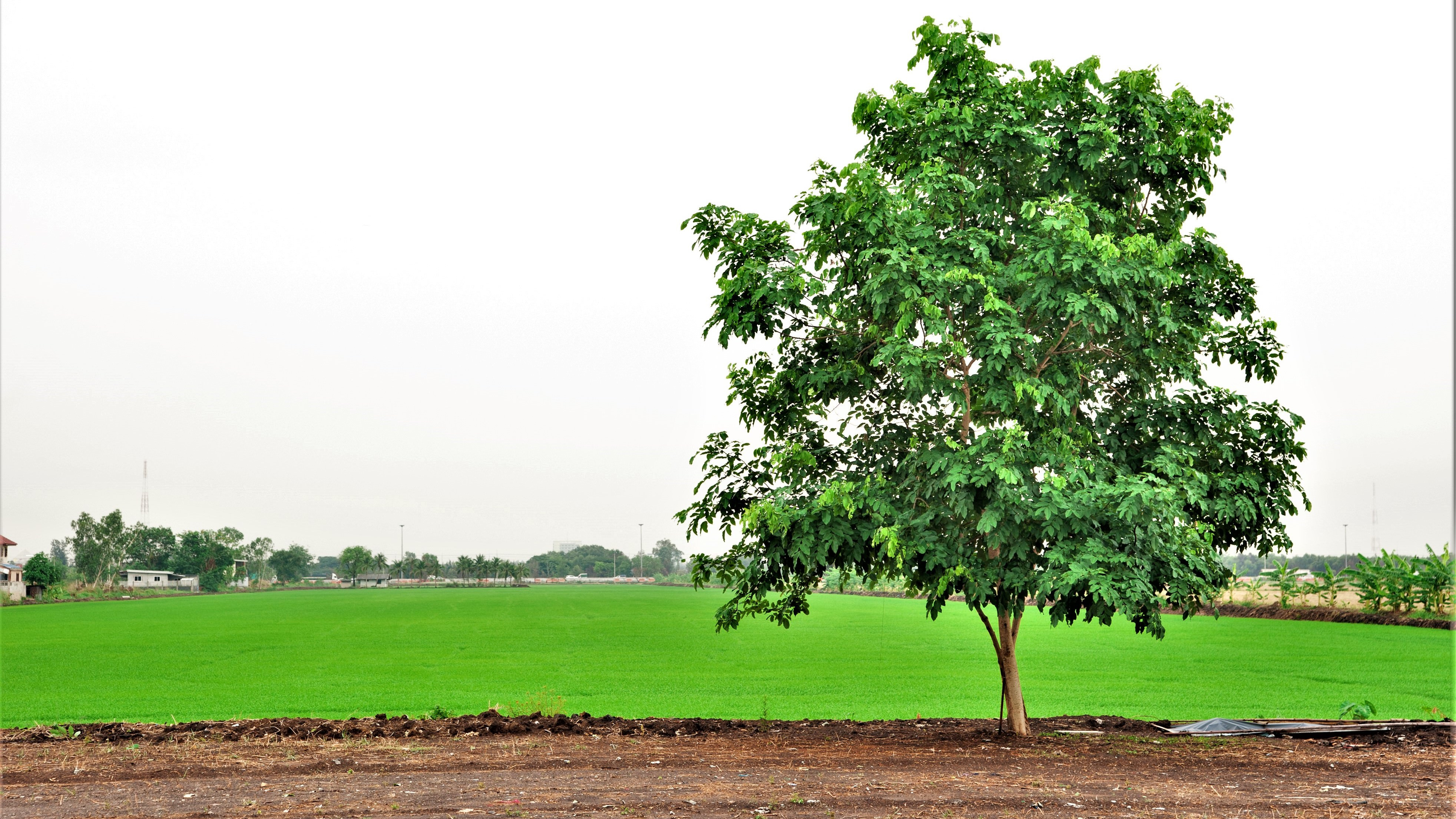 Et træ ses ved siden af en landbrugsmark