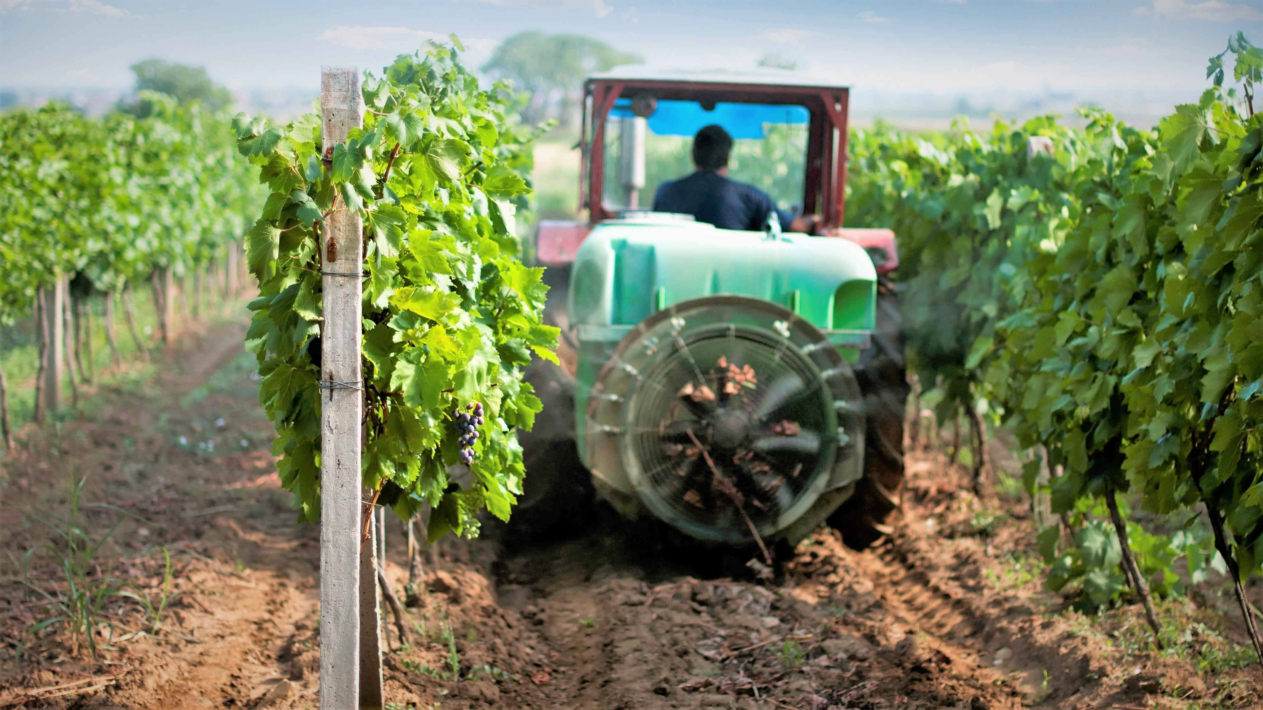 En traktor kører på en vinmark og sprøjter pesticider