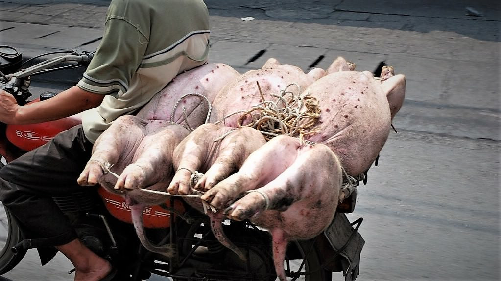En mand kører med tre døde grise på en knallert