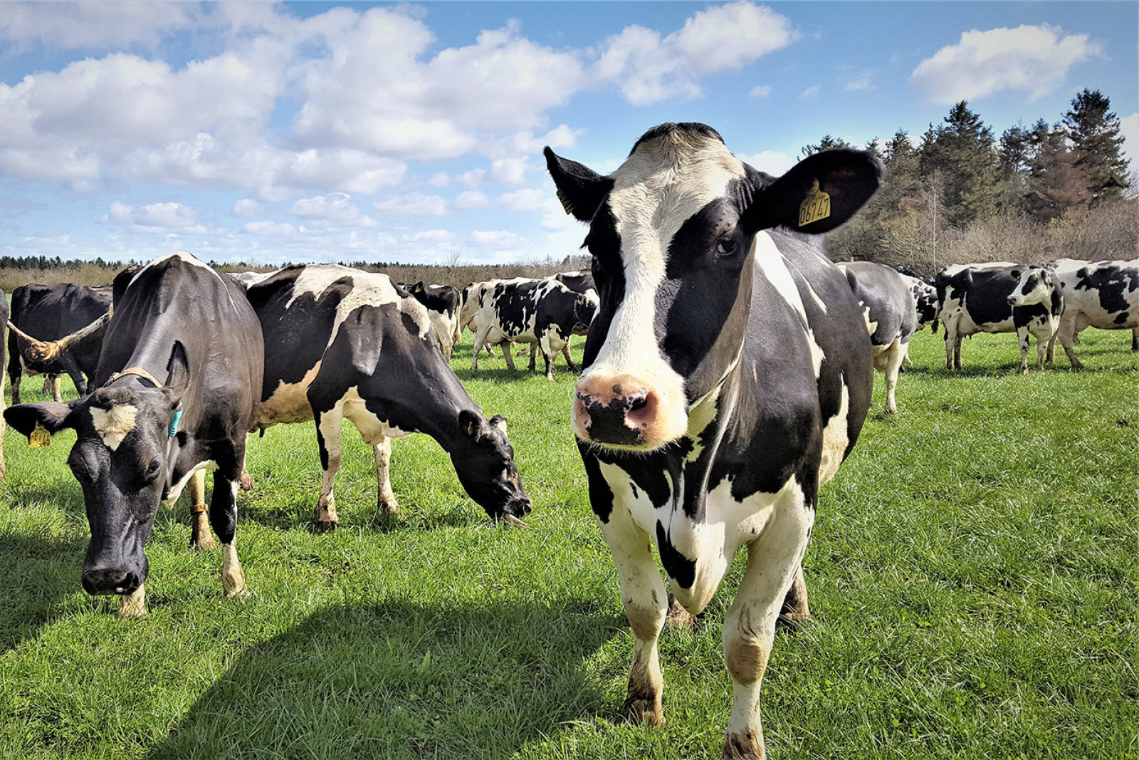 Køer på græs ved Sommerbjerg i Midtjylland